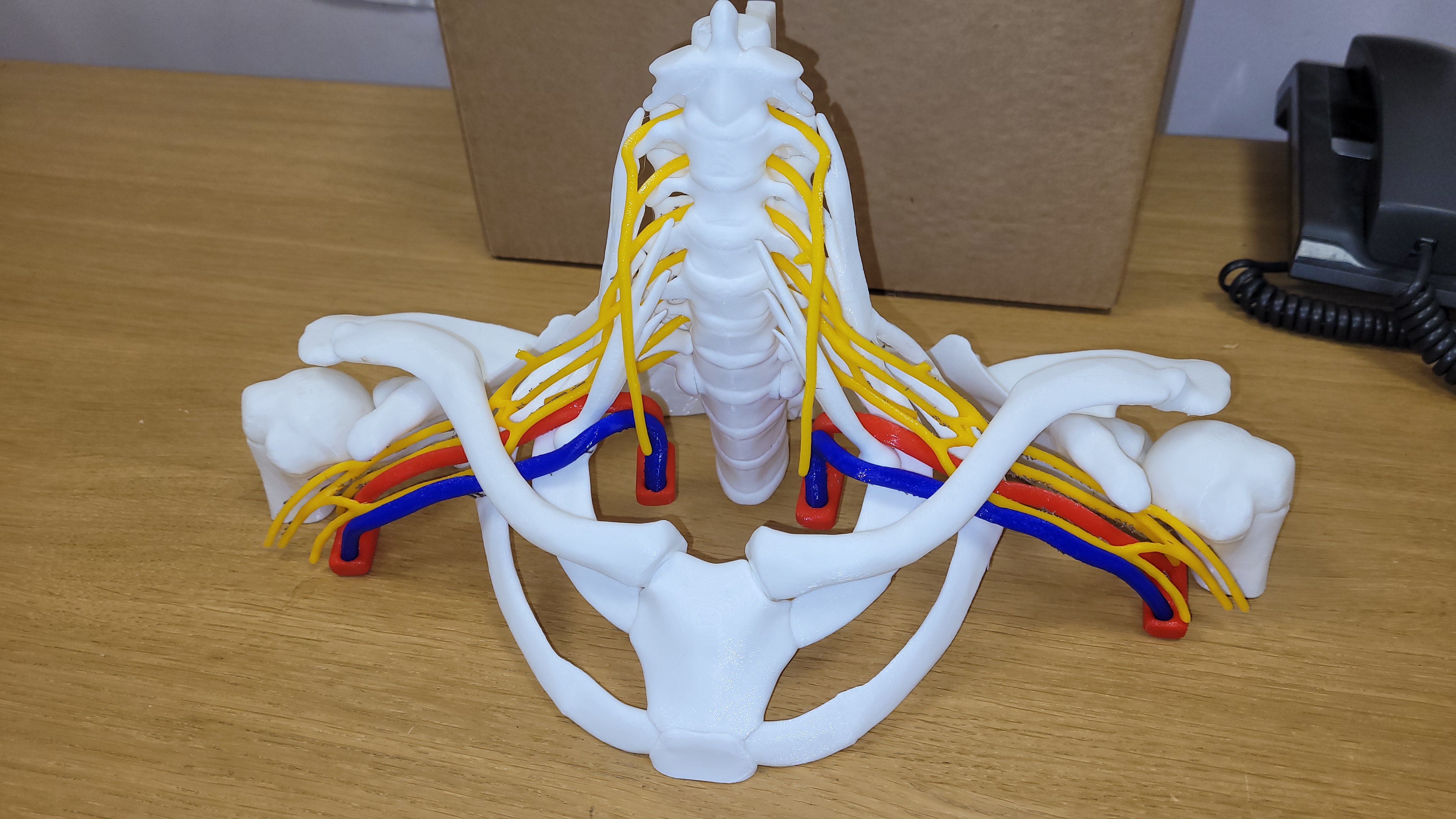 brachial plexus anatomy model