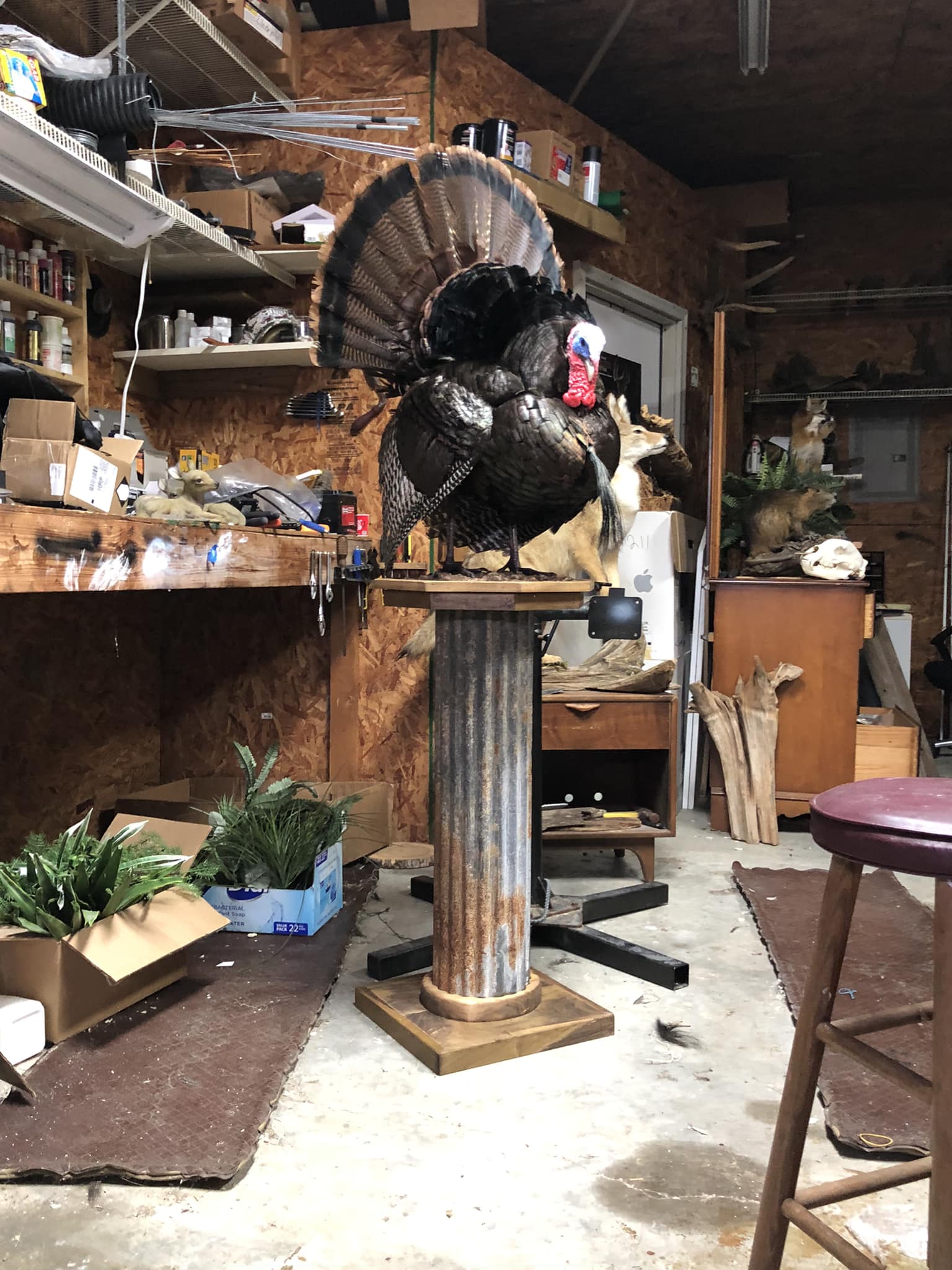 Full Draw Taxidermy