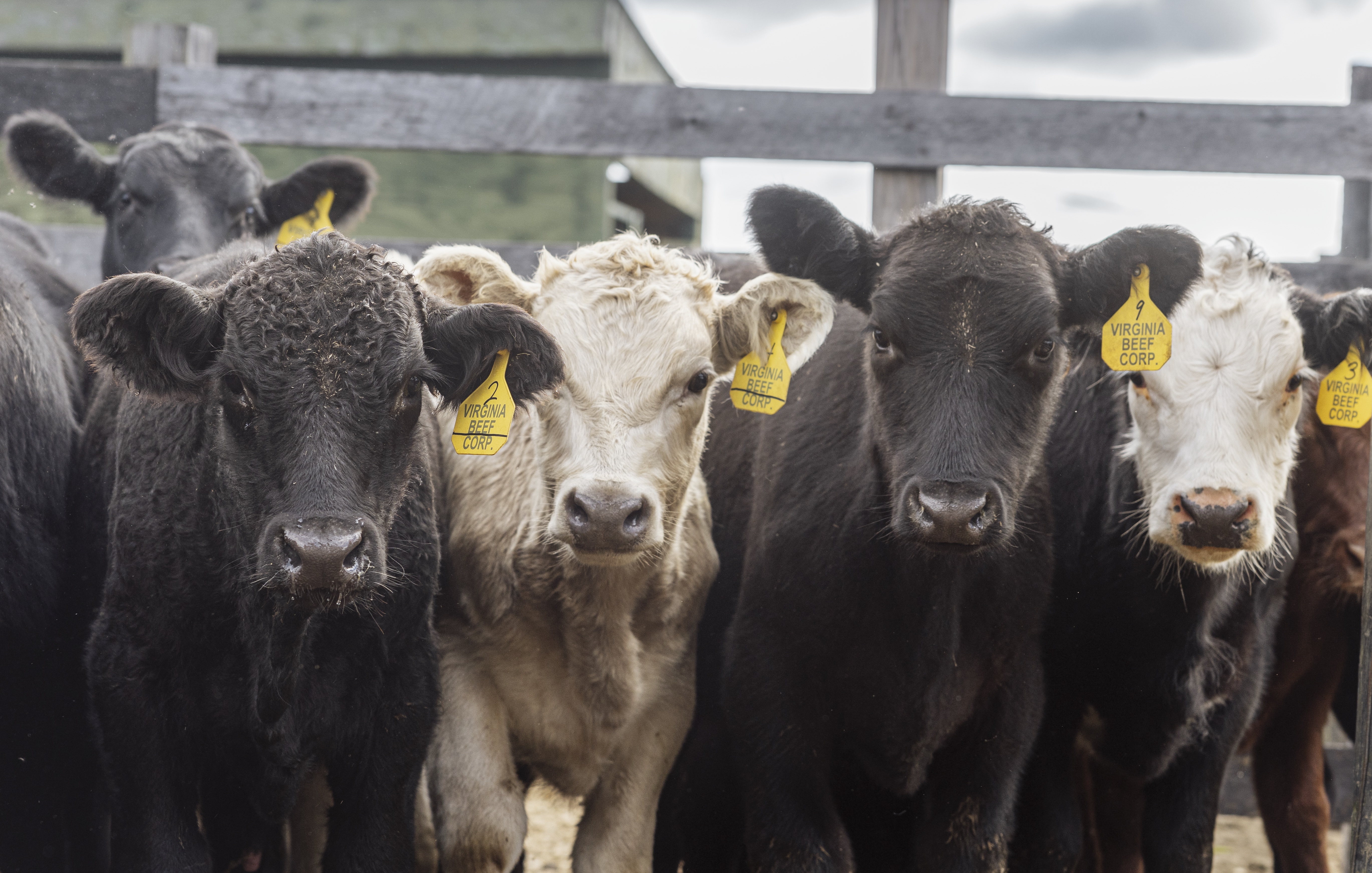 Sod Provider | Northern Virginia - Virginia Beef Corporation