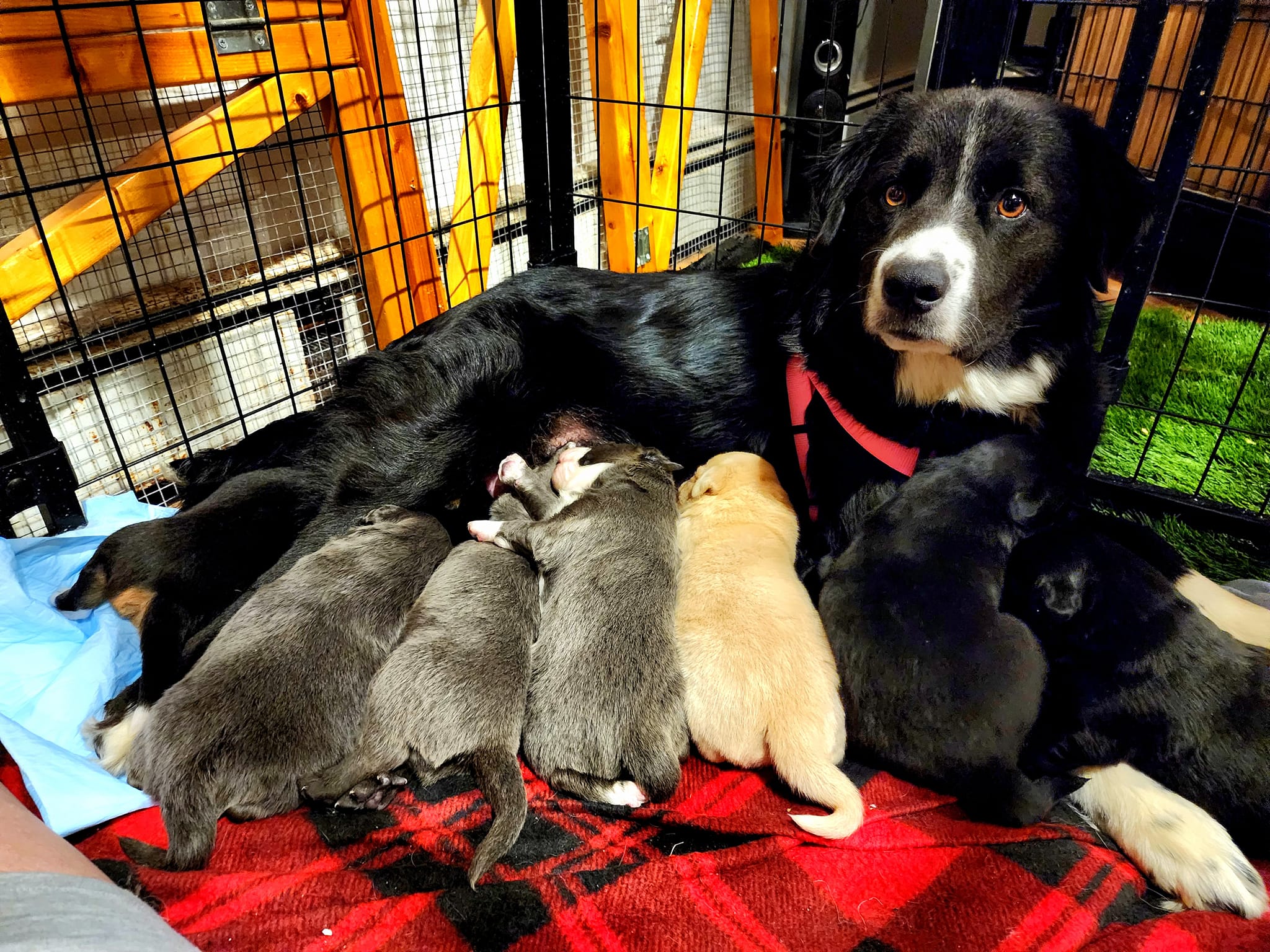 FOSTER PROGRAM