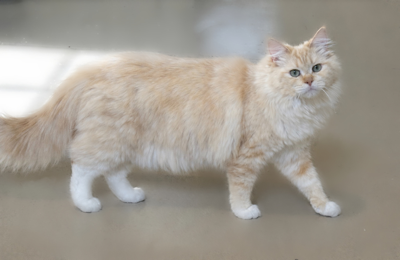 Ragdolls Cats in Virginia