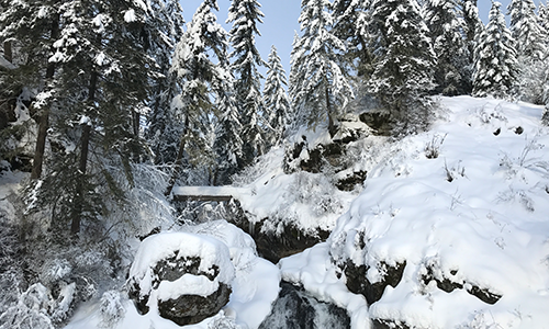 Winter Forest