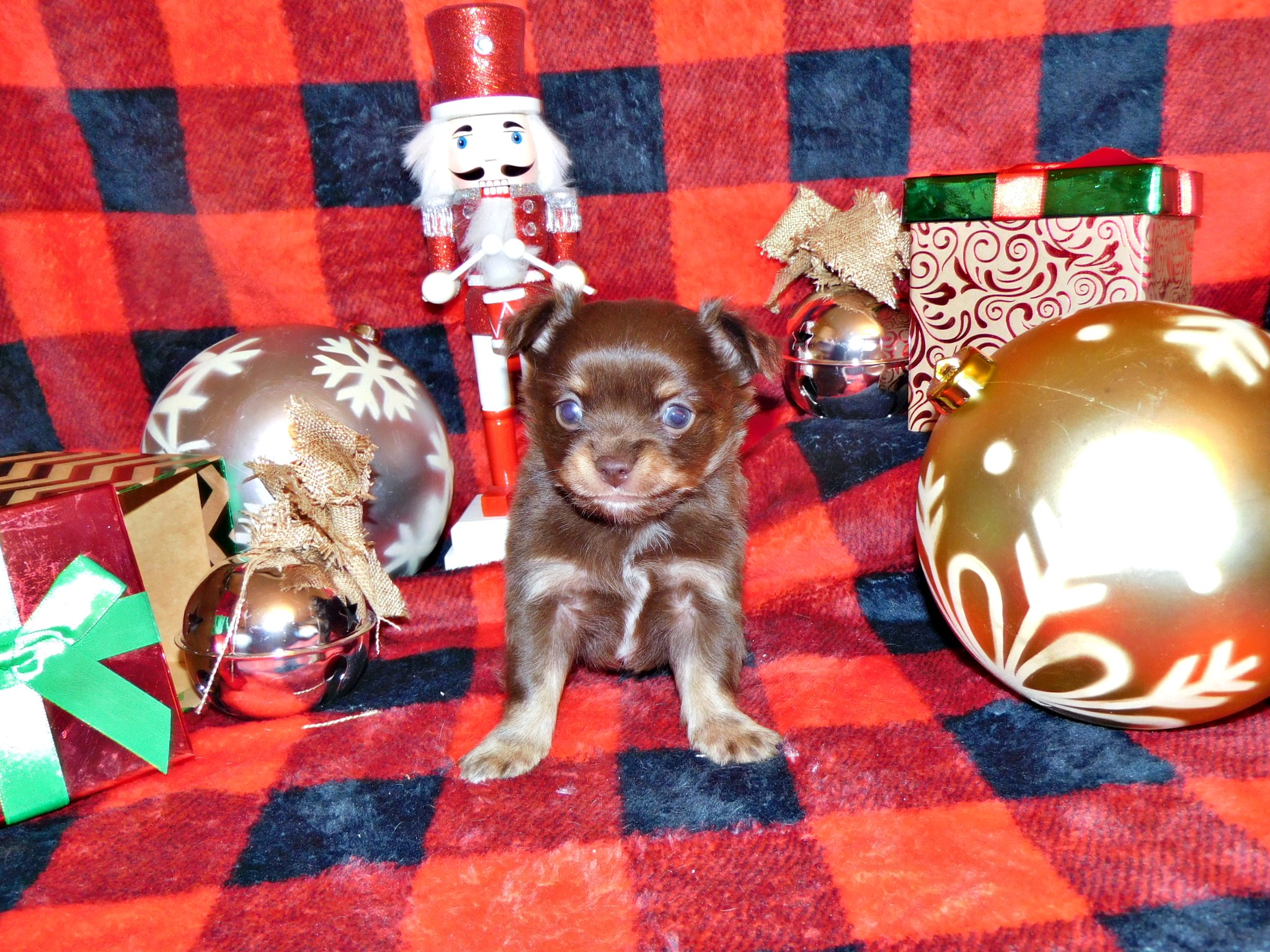 long-haired-chihuahua-puppies-for-sale-chichibabies-chihuahuas
