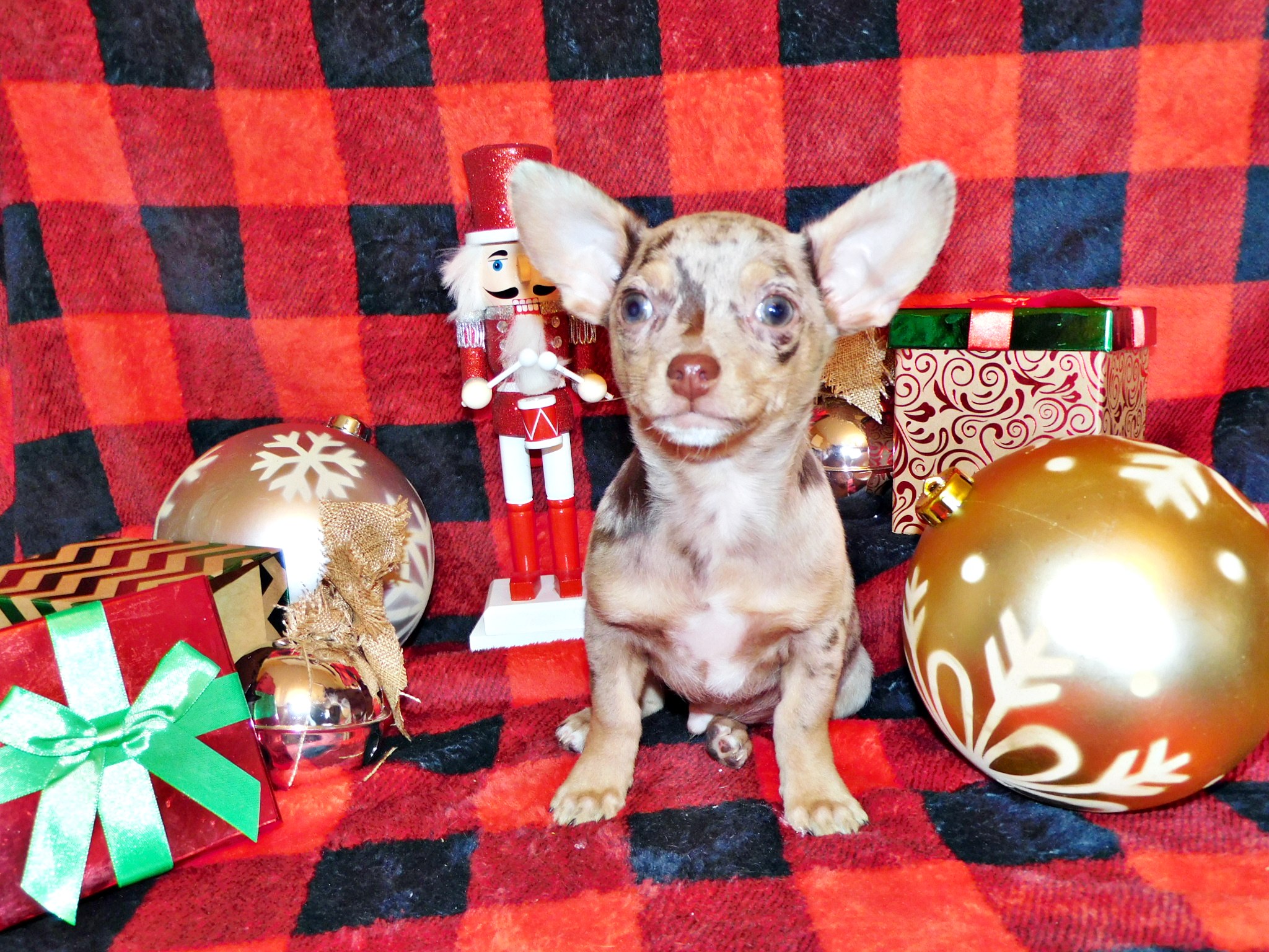 long-haired-chihuahua-puppies-for-sale-chichibabies-chihuahuas