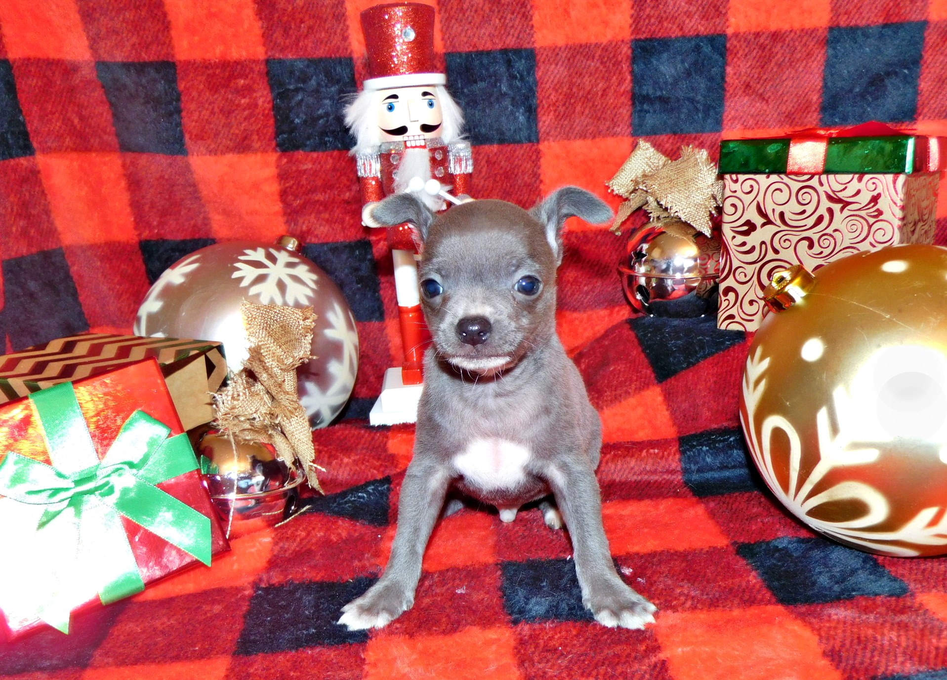 long-haired-chihuahua-puppies-for-sale-chichibabies-chihuahuas