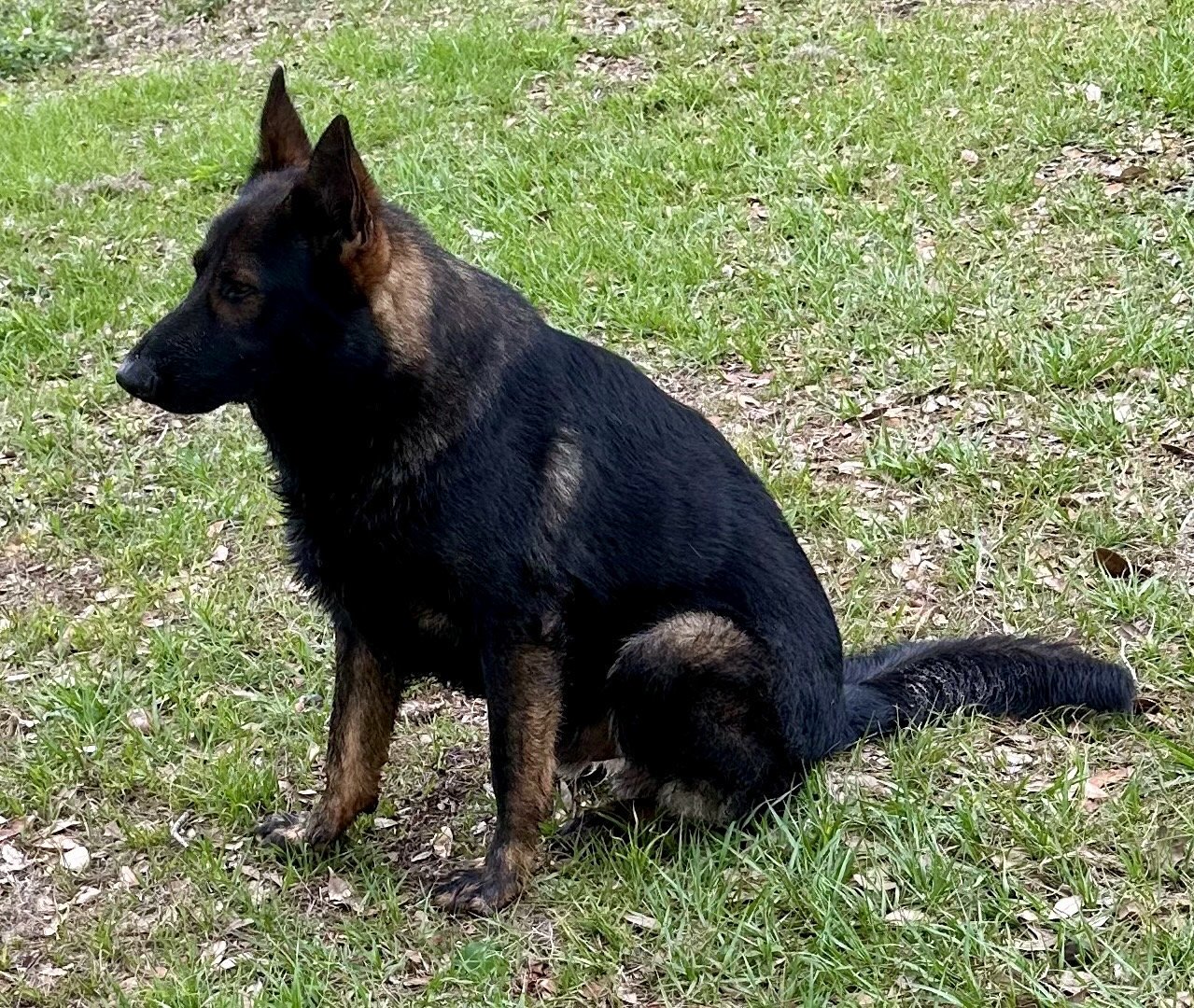 Males Eckental DDR German Shephers