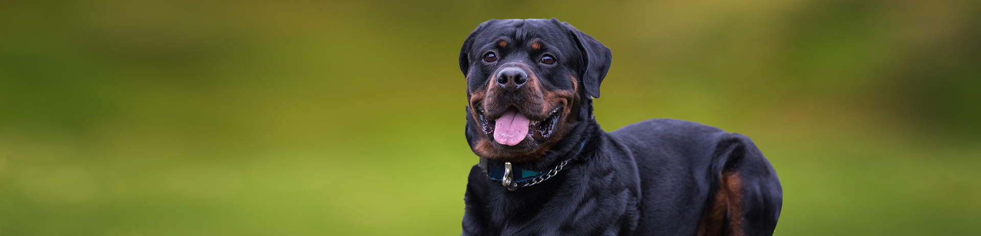Male German Rottweiler Puppies | Jacksonville, NC