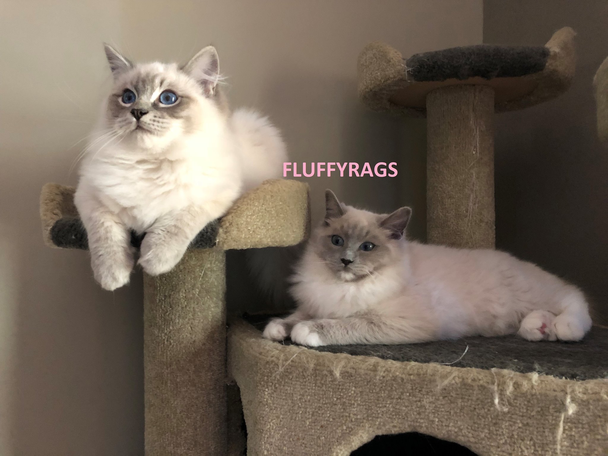 Rags2Love Cattery, Fluffy Loveable and Stunning Ragdoll Kittens