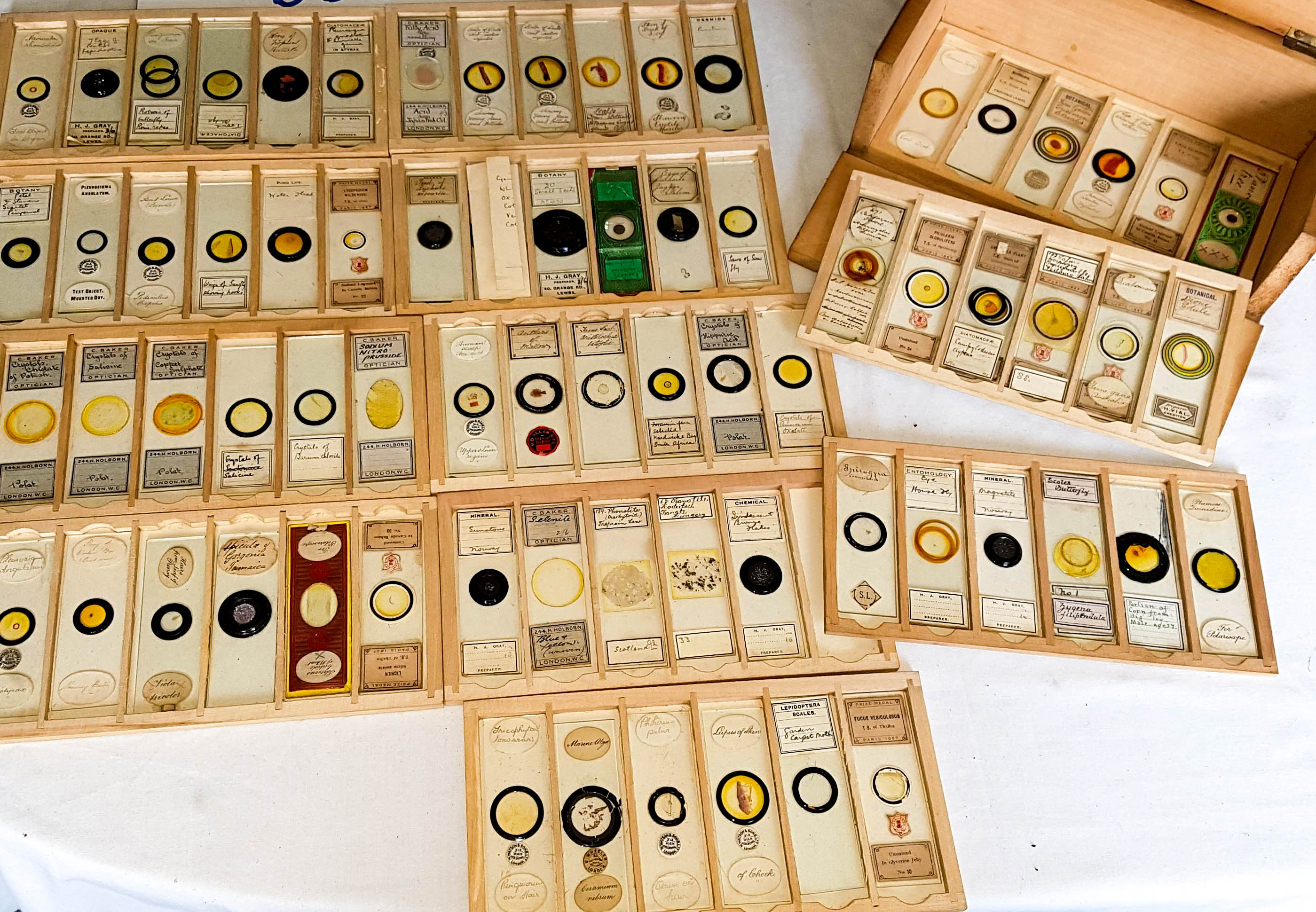 Microscope-slides-1920-1950-2.jpg