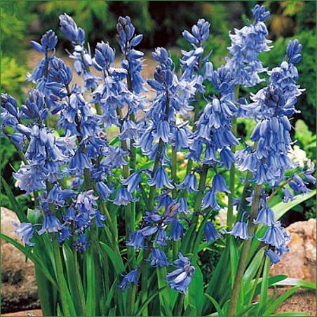 Spanish Bluebells Blue (Hyacinthoides Bulbs)