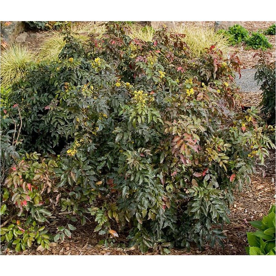 Trees Shrubs Country Farm Garden