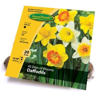 16 Daffodil Plant With Bulb