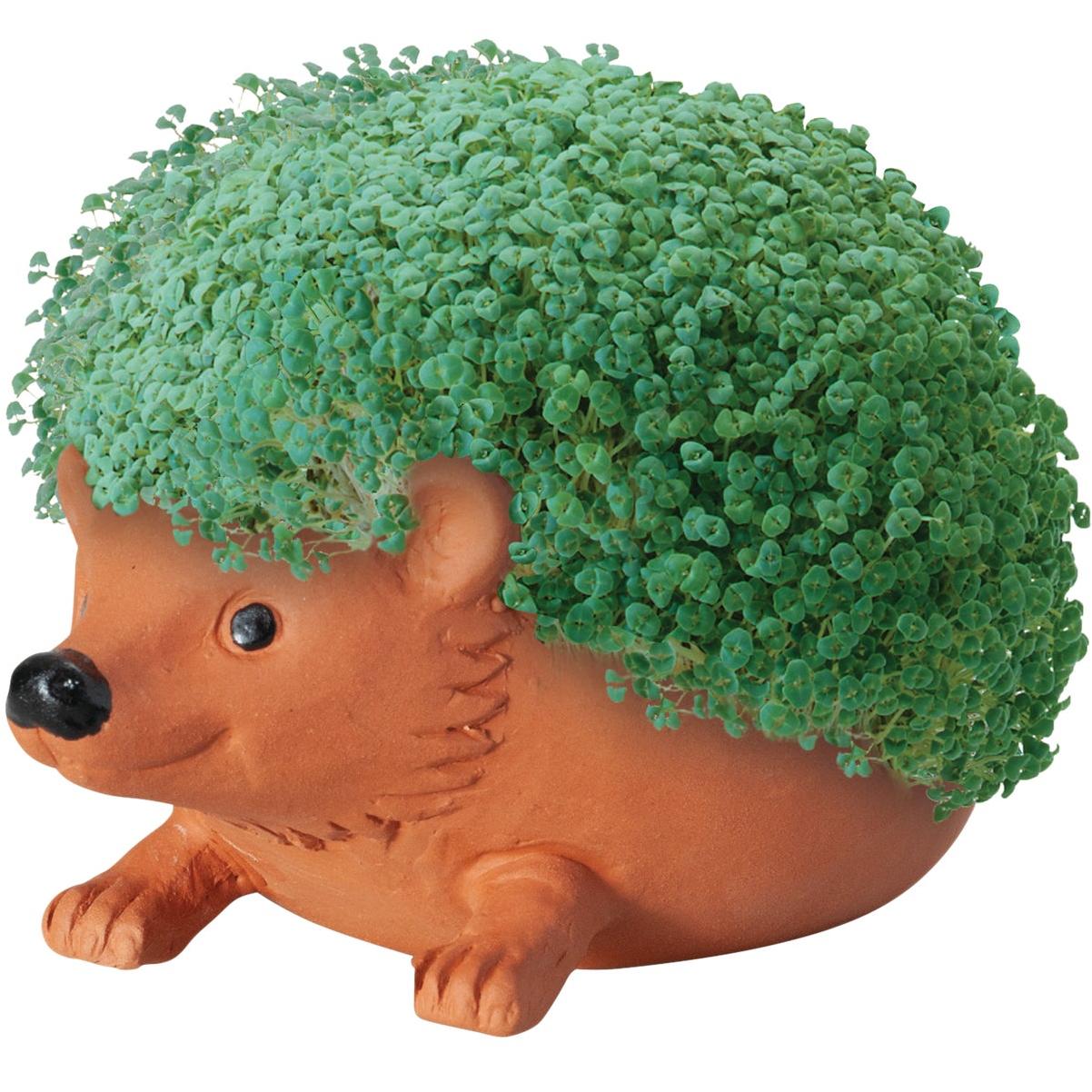 Chia Pet Hedge Hog Decorative Pottery Planter