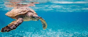 turtle_diving_seychelles_oOk