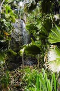 vallee-de-mai-waterfall-seychelles-flora-fauna-6