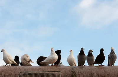 Control de aves (palomas)