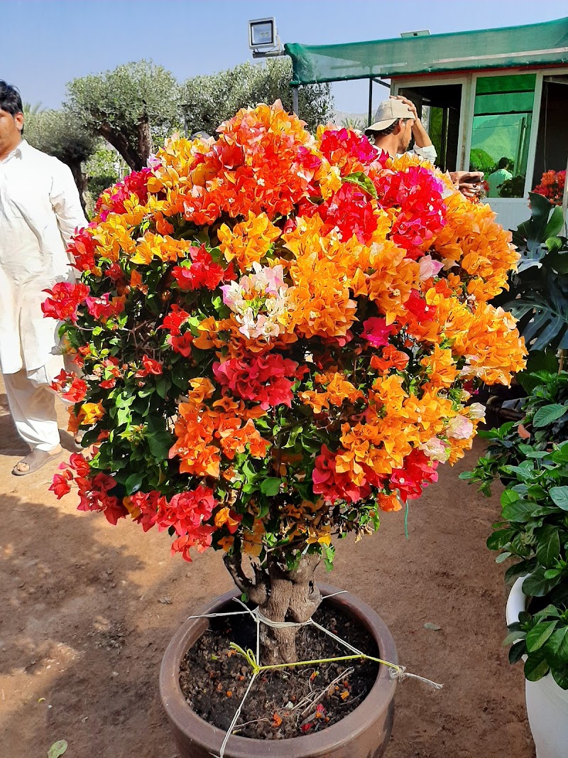 Trees Herbs and more - Thumbnail 4