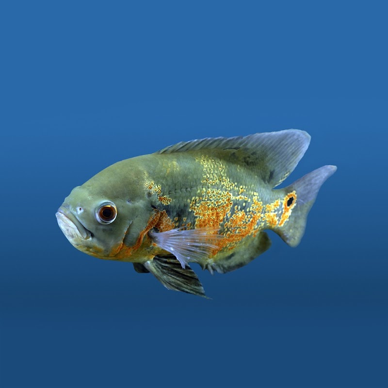 New Red Sea Aquarium L.L.C - Thumbnail 4