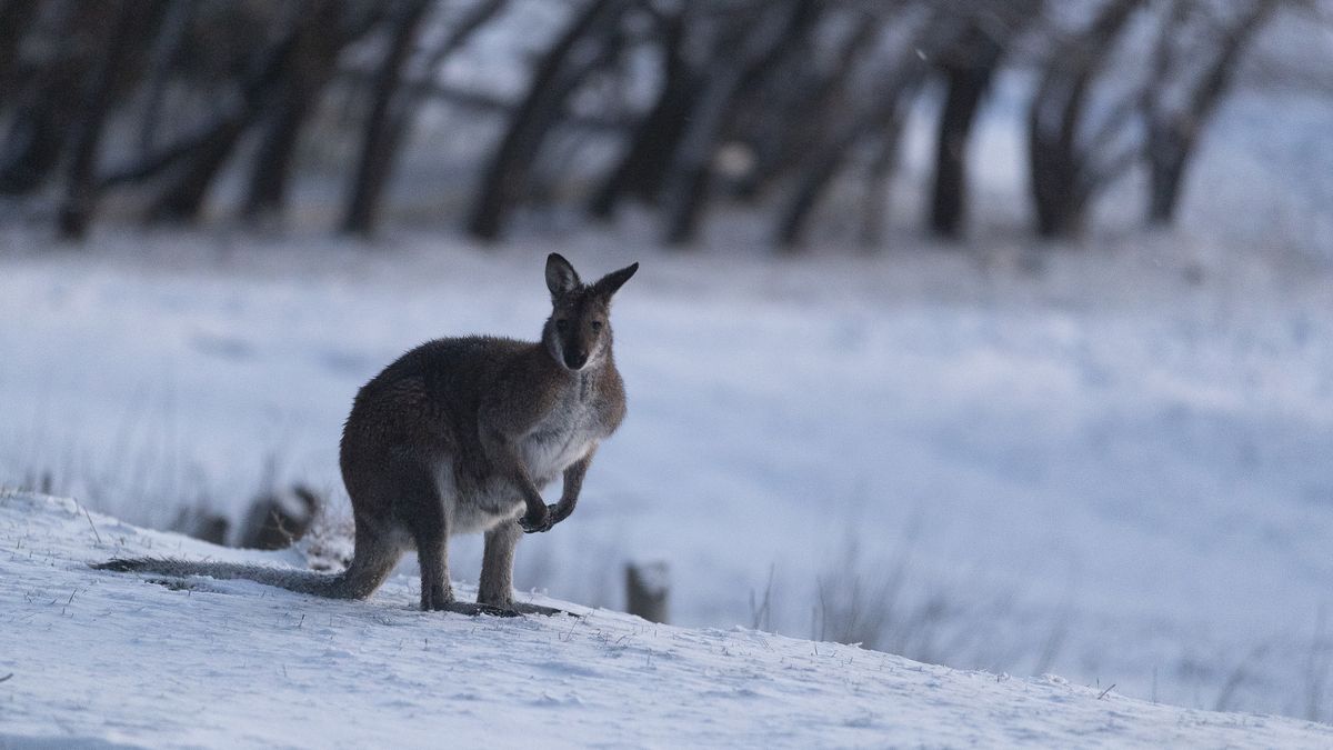 kangaroo on snow australia