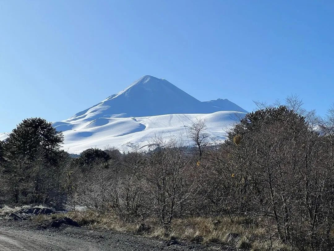 Araucarias - Volcán Llaima Ski Resort Argentina