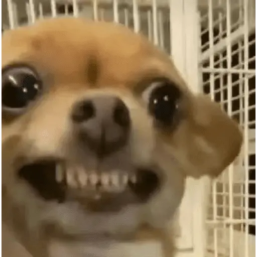 stickers_Memes_gatos_e_cachorros
