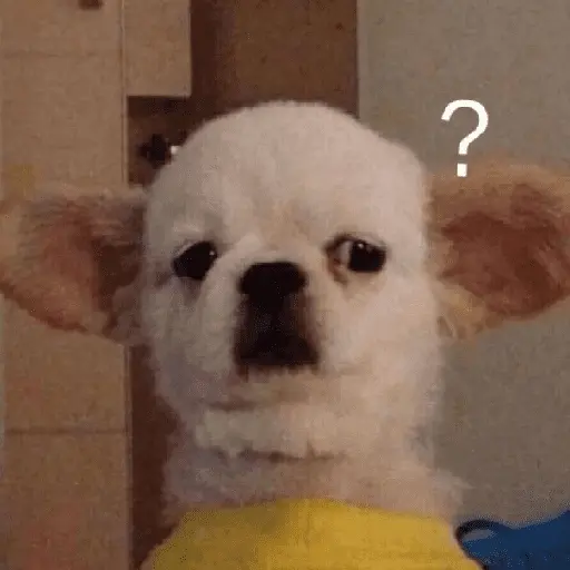 stickers_Memes_gatos_e_cachorros