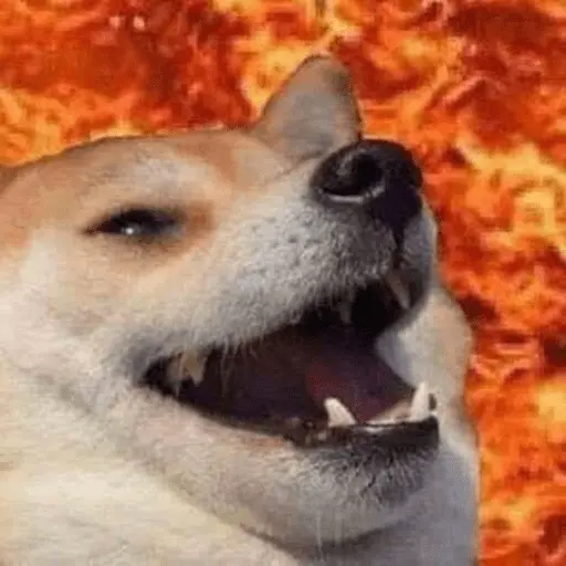 stickers_Memes_gatos_e_cachorros