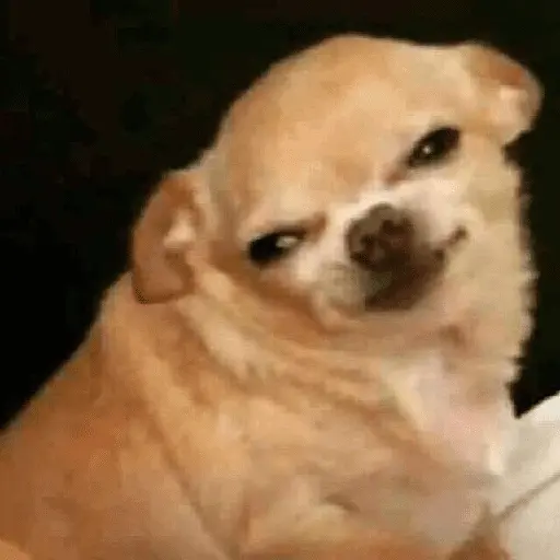 stickers_Memes_gatos_e_cachorros