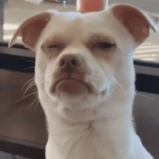 stickers_Memes_gatos_e_cachorros