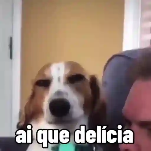 stickers_sapecagens_-_animadas