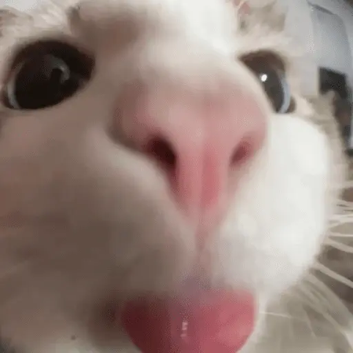 stickers_👅_LENGUITAAAAA_👅