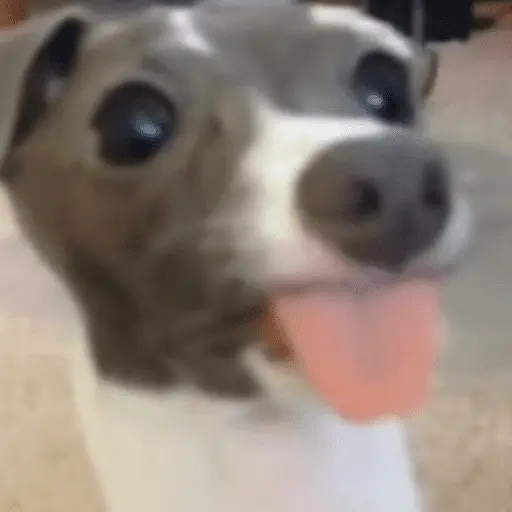 stickers_👅_LENGUITAAAAA_👅