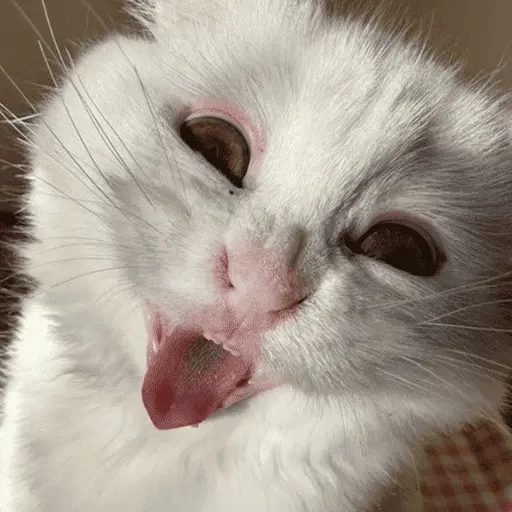 stickers_👅_LENGUITAAAAA_👅