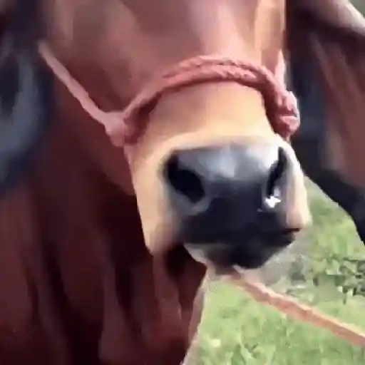 stickers_Animales_Moods🌳🫒