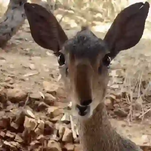 stickers_Animales_Moods🌳🫒