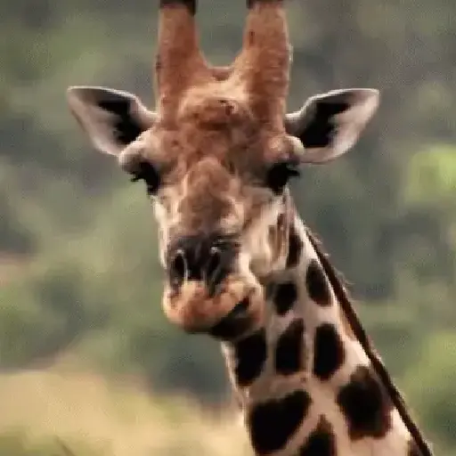 stickers_Animales_Moods🌳🫒