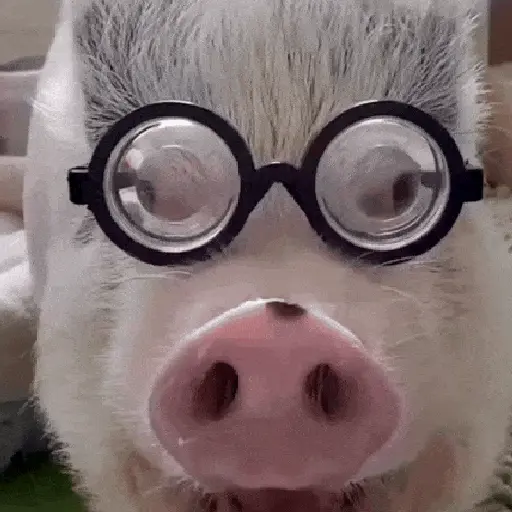 stickers_Animales_Moods🌳🫒