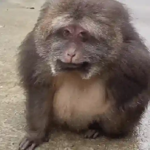 stickers_Animales_Moods🌳🫒