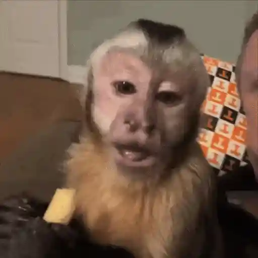 stickers_Monos_Moods🙊🙉