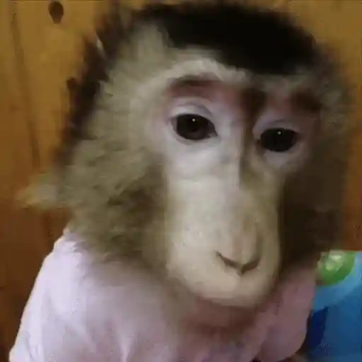 stickers_Monos_Moods🙊🙉