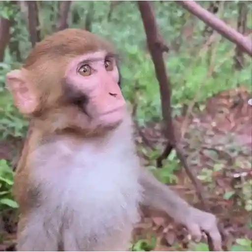 stickers_Monos_Moods🙊🙉