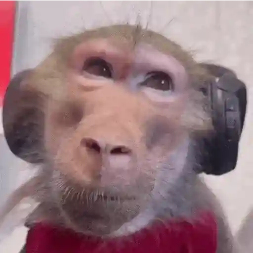 stickers_Monos_Moods🙊🙉