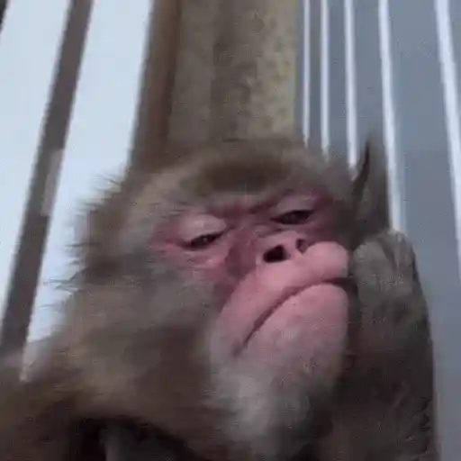 stickers_Monos_Moods🙊🙉