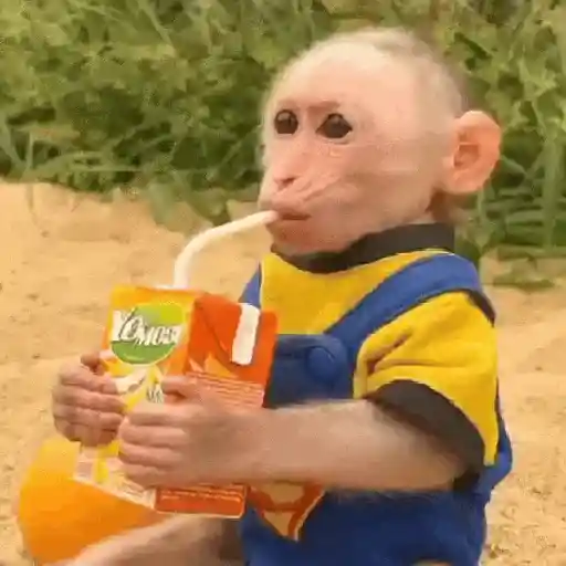 stickers_Monos_Moods🙊🙉