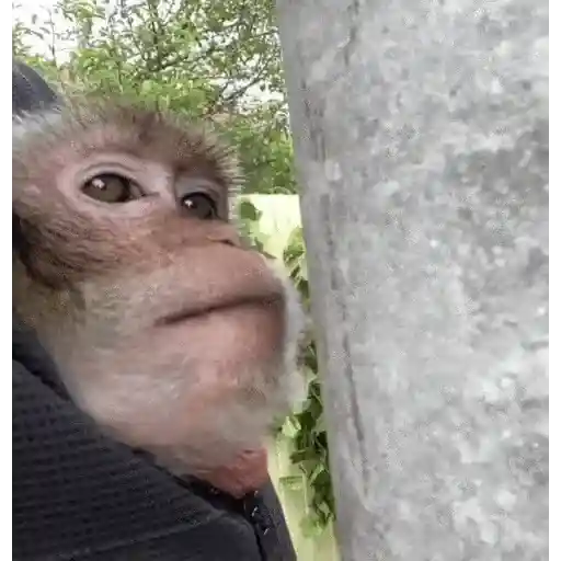 stickers_Monos_Moods🙊🙉