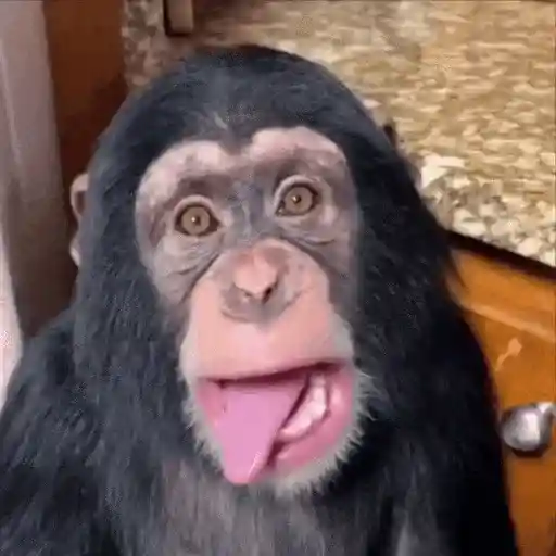 stickers_Monos_Moods🙊🙉