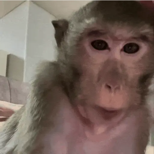 stickers_Monos_Moods🙊🙉