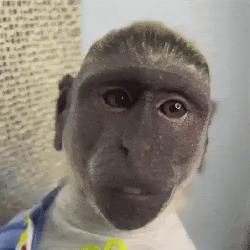 stickers_Monos_Moods🙊🙉