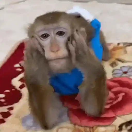 stickers_Monos_Moods🙊🙉