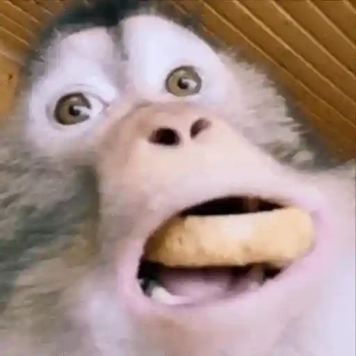 stickers_Monos_Moods🙊🙉